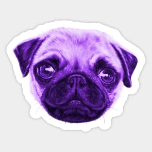 Sunday Pop Art Pug Violet And Yellow Sticker